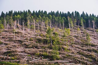 The Downfall of Nature: How it Resurrects Within Ourselves