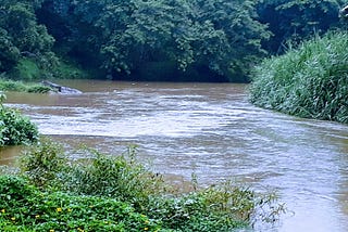 A woodland stream in Kerala