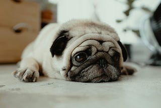 What are the characteristics of a “nervous dog”?