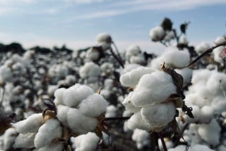 Cotton Time in Texas