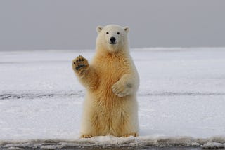An Arctic Cruiselish