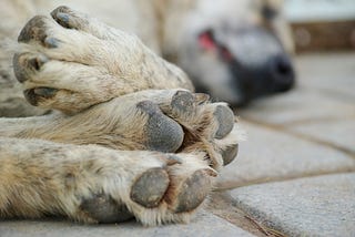 Why does my dog lick his paws?