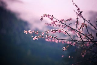 Pink blossom on tree twigs, against a pinky purple sky.