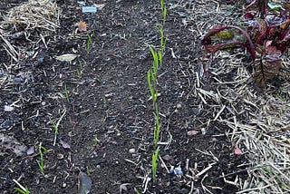 Winter in the garden.