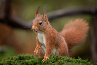 Eichhörnchen: Alles über diese faszinierenden Tiere!!