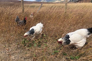 Update: The Life of a Chicken Keeper — James Gibbon