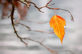 Leaf suspended from a branch