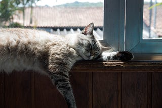 7 TIPS ON CARING FOR OLDER CATS