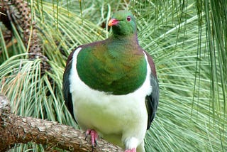 Picture of pigeon with green head and neck and greenish brown feathers.