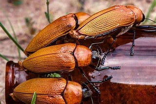 Australian Beetle’s Love for Beer Bottles Leads to Near Extinction