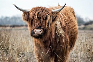 A yak in a field staring at the camera