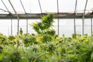 Michigan’s New Cannabis Rules: What Coldwater Dispensaries Need to Know