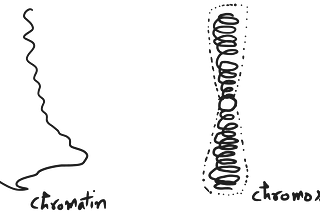 Chromatin, Chromosome and Chromatid