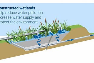 A Low-cost, Nature-Led Solution: Phytoremediation to Battle Water Crisis