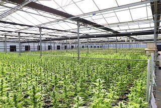 Unveiling the Truth: Navigating The CBD Maze Online