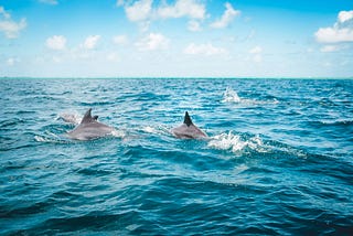 Several dolphines in the sea