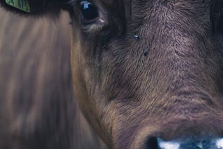 New Natalie Portman doc sees solution to factory farms in high-tech diet