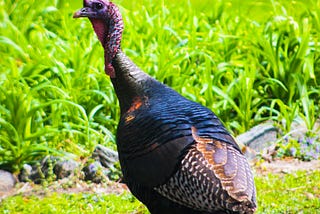 Introducing: the First International Turkey Sentience Day (and Other Good News)