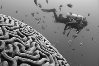 Enhancing Virtues: Intelligence (Part 2)