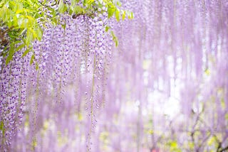 To Wisteria