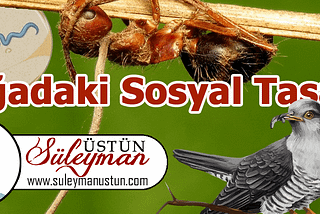 Doğadaki Sosyal Tasarım