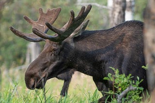 A bull moose going through the bush. It is a full-grown bull with medium size rack. He is showing his left profile.