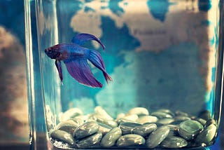 A blue betta fish in a glass container with gray stones and a map background