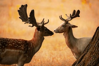 The Importance of Connection