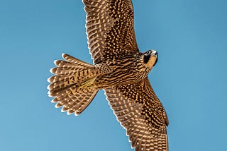 Hawk in flight with broad wingspan