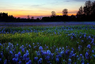 5 things you might not know about the Valley of Flowers in Uttarakhand