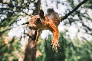 A squirrel falling out of a tree towards the camera, its claws out, as if ready to land on your face.