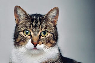 4 Things That Cat Owners Tend To Regret Buying