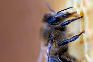 Will Their Sense of Smell Ultimately Help Honey Bees to Survive?