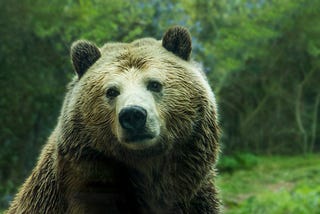 10 Things You Might Not Know About Grizzly Bears.