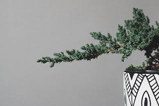 The Bonsai Way To Grow Your Product’s Value Proposition