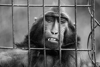 A sad monkey trapped in a cage