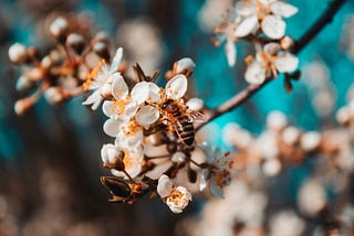 The Surprising Pollinators of the British Summertime