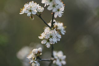 When I got older, I finally understood the complex human nature behind Lu Xun’s “Dawn Blossoms…