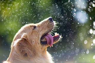 Golden Retriever; Best dog breed for kids.