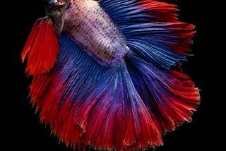 Little Fish