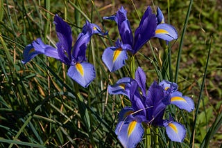 Cluster the Iris…..