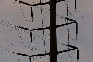 What I Learned From Climbing a Telephone Pole