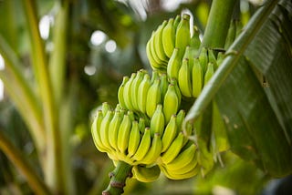 Powered by insights, Equifruit’s savvy sustainability battle is winning ground in the banana wars…