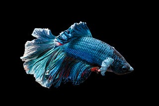 Mixture of KAN Experts for High-Performance Time Series Forecasting