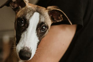 5 Ways To Praise Dogs That Make Them Uncomfortable