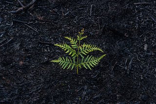 A leafy plant sprouting from the ground, symbolizing new beginnings.