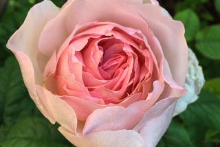 Pale pink rose Sharifa Asma with darker pink centre, surrounded by mid green foliage