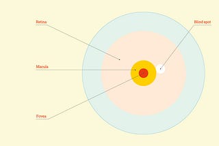 A simple illustration showing the back of the eye with a red dot in the center for the fovea, radiating out into the macula in pink and the retina in blue. To the right of the macula is the blind spot, shown in white.