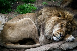 Find out why lions are so lazy in a one-minute read