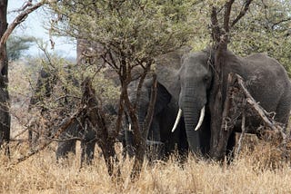 The Surprising Role of Elephants Against Climate Change